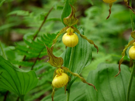 {Cypripedium parviflorum}